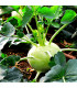 BIO Kedluben Noriko - Brassica oleracea - prodej bio semen - 80 ks