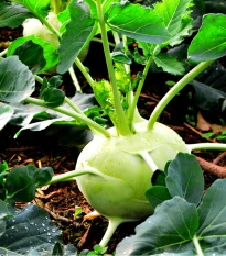 BIO Kedluben Noriko - Brassica oleracea - prodej bio semen - 80 ks