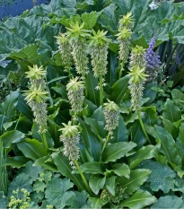 Chocholatice - Eucomis bicolor - prodej cibulovin - 1 ks