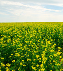Hořčice salátová Misome F1 - Brassica campestris - prodej semen - 20 ks