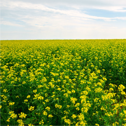 Hořčice salátová Misome F1 - Brassica campestris - prodej semen - 20 ks