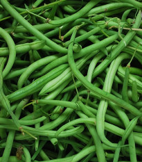 BIO Fazole keříčková Maxi - Phaseolus vulgaris - prodej bio semen - 20 ks