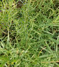 BIO Pelyněk kozalec - Artemisia dracunculus - prodej bio semen - 500 ks