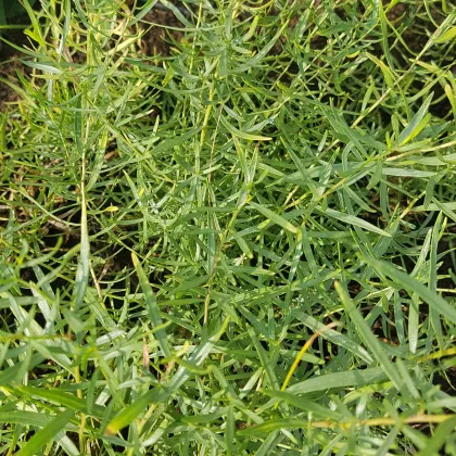 BIO Pelyněk kozalec - Artemisia dracunculus - prodej bio semen - 500 ks
