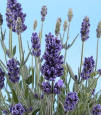 BIO Levandule lékařská - Lavandula officinalis - prodej bio semen - 50 ks