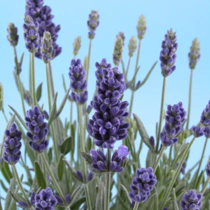 BIO Levandule lékařská - Lavandula officinalis - prodej bio semen - 50 ks