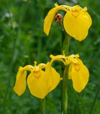 Kosatec síťkovaný Danforda - Iris reticulata - prodej cibulovin - 3 ks