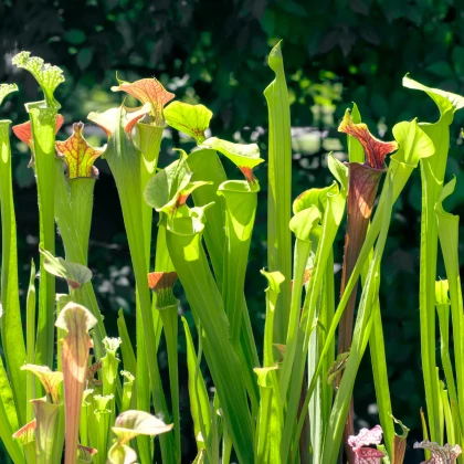 Semínka špirlice – Sarracenia minor - Špirlice přivřená - prodej semen - 12 ks