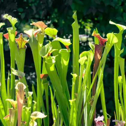Semínka špirlice – Sarracenia minor - Špirlice přivřená - prodej semen - 12 ks