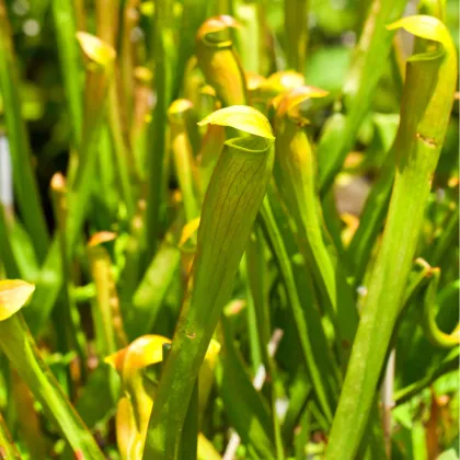 Semínka masožravky - Sarracenia alata - Špirlice křídlatá - prodej semen - 12 ks