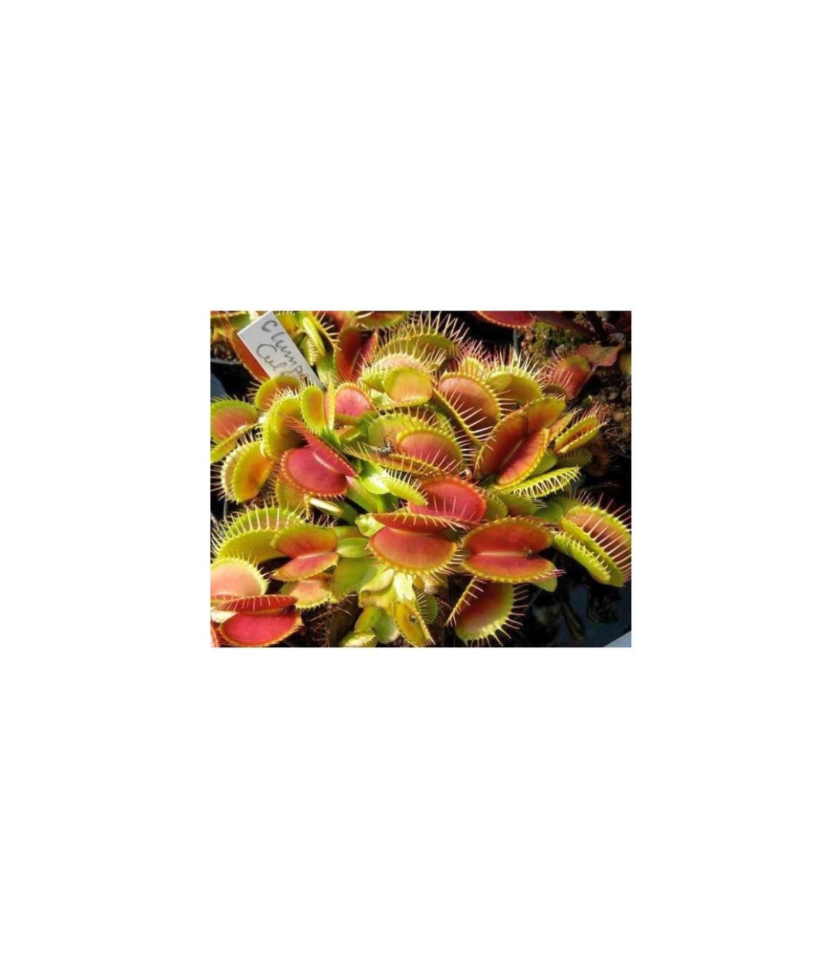 Semínka masožravky - Muscipla clumping Dionaea - Mucholapka podivná - prodej semen - 7 ks