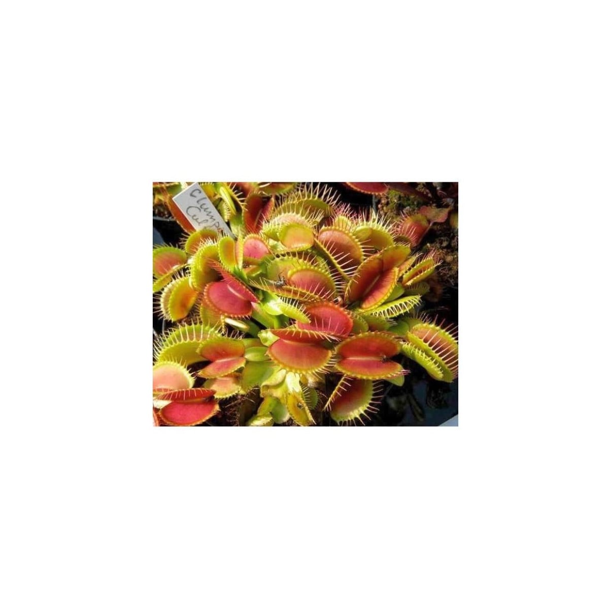 Semínka masožravky - Muscipla clumping Dionaea - Mucholapka podivná - prodej semen - 7 ks