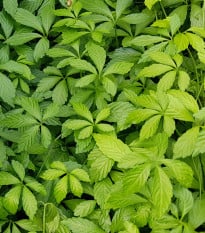 Ženšen pětilistý Jiaogulan - Gynostemma pentaphyllum - prodej semen - 7 ks