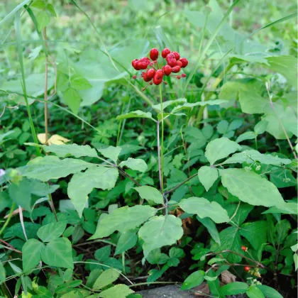 Ženšen pravý Ginseng - Panax ginseng - prodej semen - 2 ks