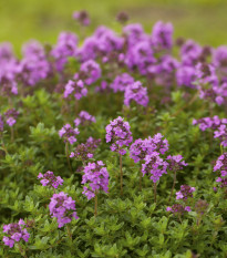 Tymián francouzský letní - Thymus vulgaris - prodej semen - 100 ks