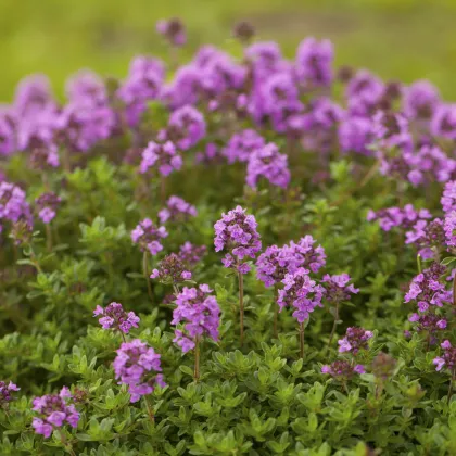 Tymián francouzský letní - Thymus vulgaris - prodej semen - 100 ks