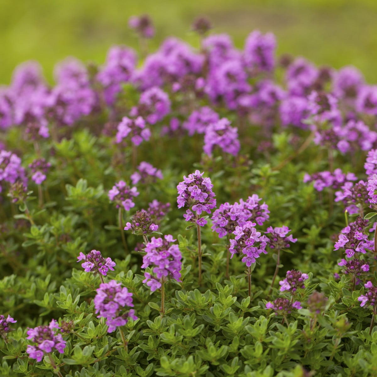 Tymián francouzský letní - Thymus vulgaris - prodej semen - 100 ks
