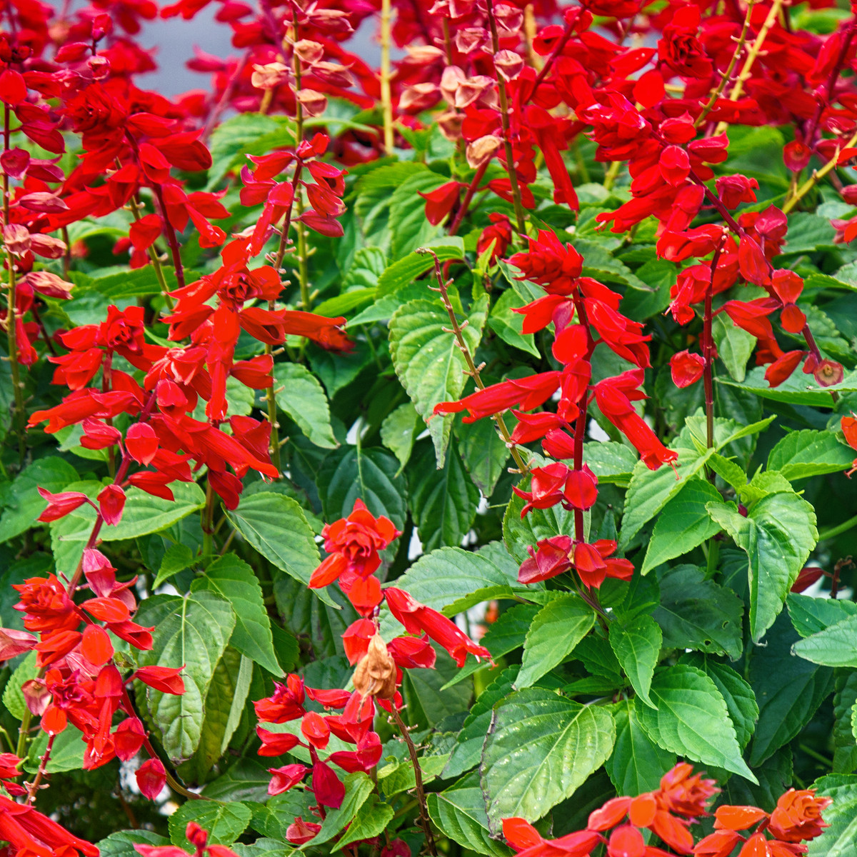 Šalvěj šarlatová Hummingbird - Salvia coccinea - prodej semen - 10 ks
