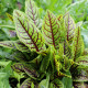 Šťovík krvavý - Rumex sanguineus - prodej semen - 100 ks