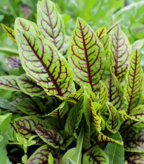 Šťovík krvavý - Rumex sanguineus - prodej semen - 100 ks