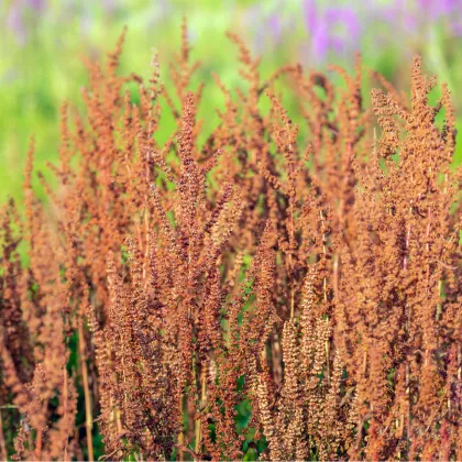 Šťovík kyselý - Rumex acetosa - prodej semen - 25 ks
