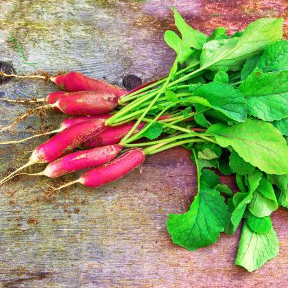 Ředkev Rosa - Raphanus sativus - osivo ředkve - 150 ks