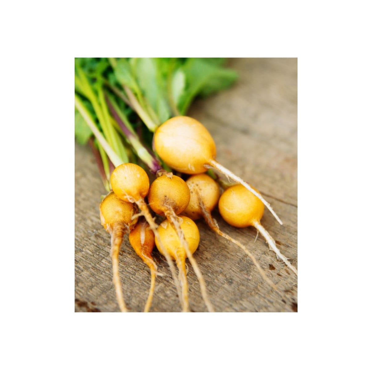 Ředkev salátová žlutá - Burpees Golden - prodej semen řepy - 1 gr