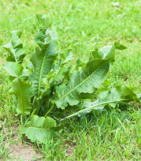 Selský křen - Armoracia Rusticana - kořenový řízek k sázení - 1 ks