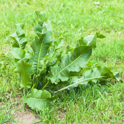 Selský křen - Armoracia Rusticana - kořenový řízek k sázení - 1 ks
