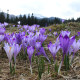 Krokus Grand Maitre - Crocus - prodej cibulovin - 3 ks