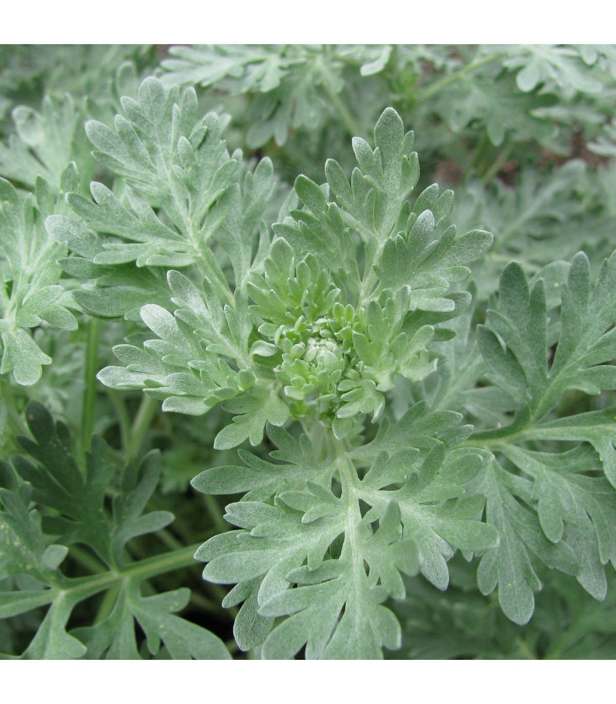 Pelyněk pravý - Artemisia absinthum - semena pelyňku - 0,02 g