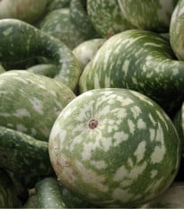 Tykev okrasná Cobra - Cucurbita lagenaria - prodej semen - 5 ks