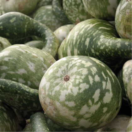 Tykev okrasná Cobra - Cucurbita lagenaria - prodej semen - 5 ks