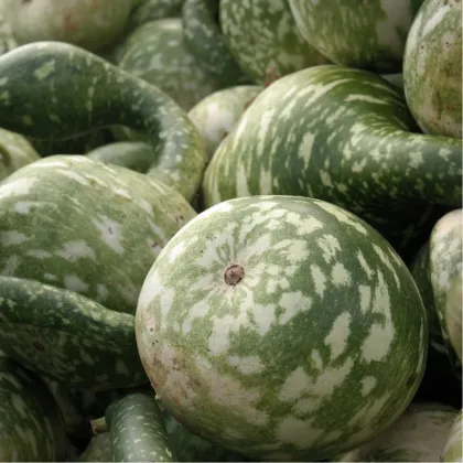 Tykev okrasná Cobra - Cucurbita lagenaria - prodej semen - 5 ks