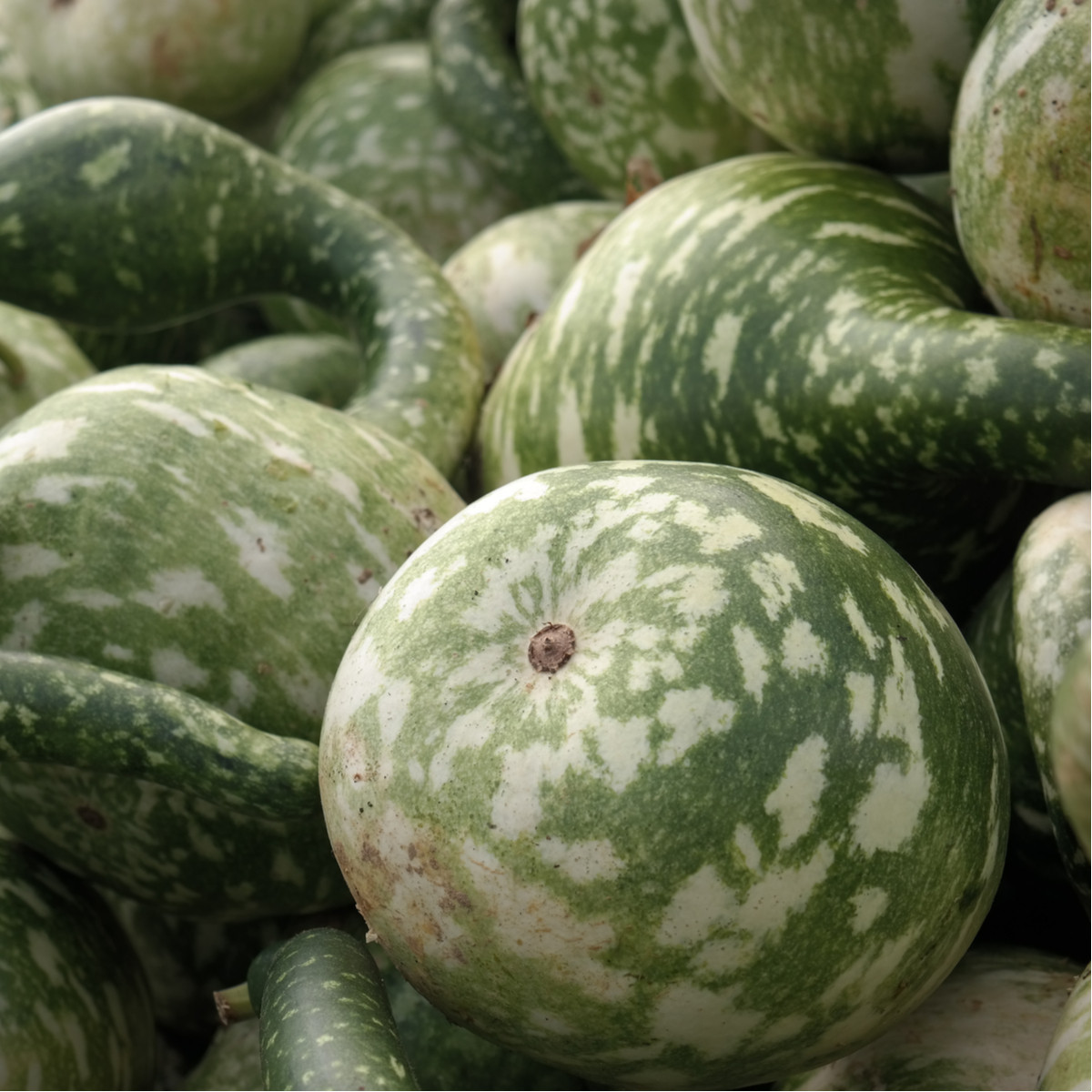 Tykev okrasná Cobra - Cucurbita lagenaria - prodej semen - 5 ks