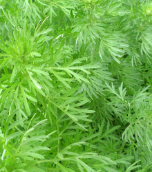 Semínka pelyňku - Artemisia annua - Pelyněk roční - prodej semen - 0,02 g