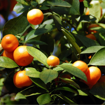 Pomerančovník zakrslý - Citrus mitis - prodej semen - 3 ks