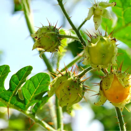 Teron Asam - Solanum lasiocarpum - semena - 5 ks