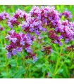 Dobromysl - Origanum vulgare - prodej semen - 1200 ks