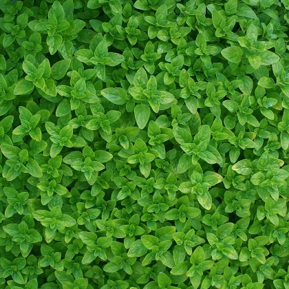 Dobromysl - Origanum vulgare - prodej semen - 1200 ks