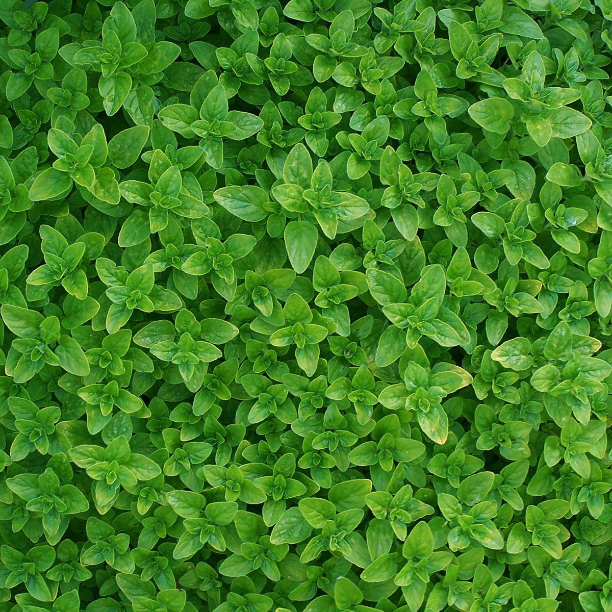 Dobromysl - Origanum vulgare - prodej semen - 1200 ks