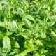 Máta dlouholistá - Mentha longifolia - prodej semen - 20 ks