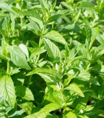 Máta dlouholistá - Mentha longifolia - prodej semen - 100 ks