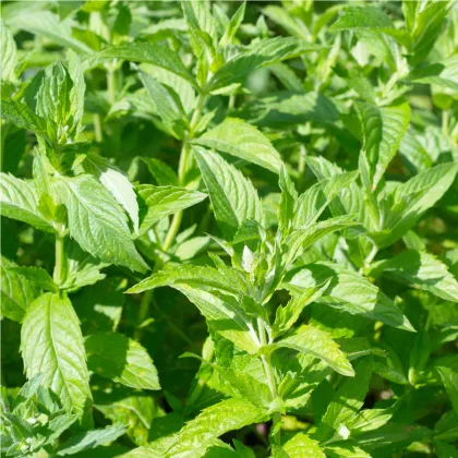 Máta dlouholistá - Mentha longifolia - prodej semen - 100 ks