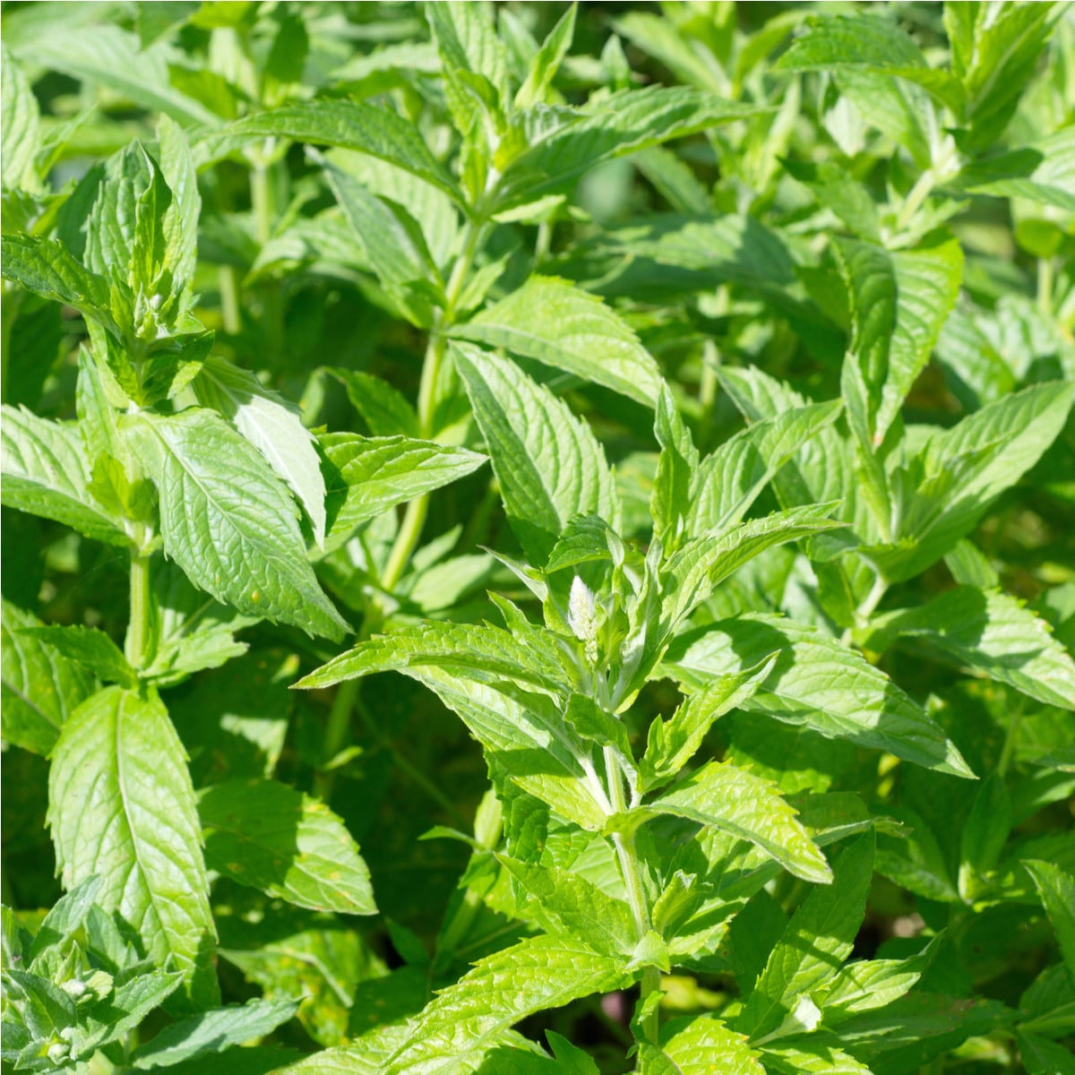 Máta dlouholistá - Mentha longifolia - prodej semen - 100 ks
