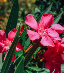 Oleandr - Nerium - prodej semen - 10 ks