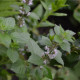 Máta klasnatá - Mentha viridis - prodej semen - 25 ks