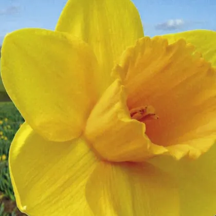 Narcis Trelawney zlatý - Narcissus L. - cibuloviny - 3 ks