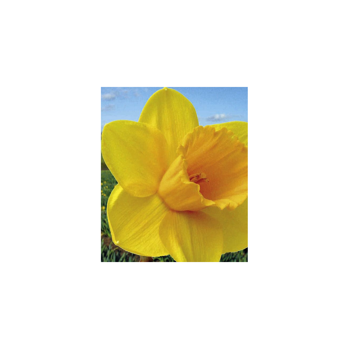 Narcis Trelawney zlatý - Narcissus L. - cibuloviny - 3 ks