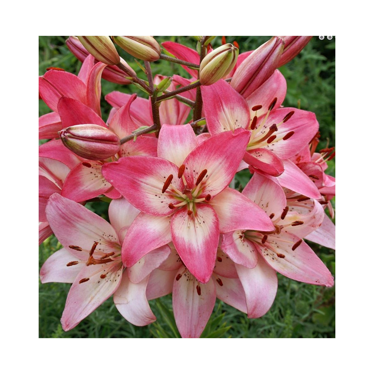 Lilie Rosellas Dream - Lilium - prodej cibulovin - 1 ks